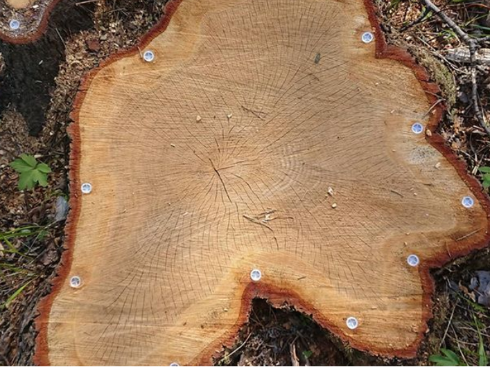 Eco Friendly Tree Stump Treatment Stump Removals