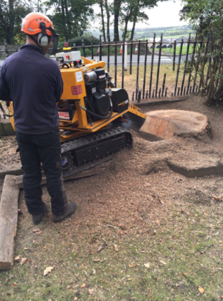 Tree stump grinding machine operated by our specialist stump grinding service tree surgeon