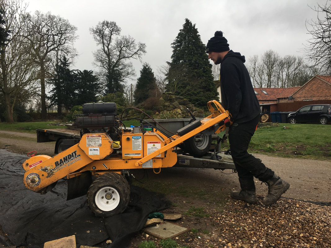 Stump being ground down by tree surgeon