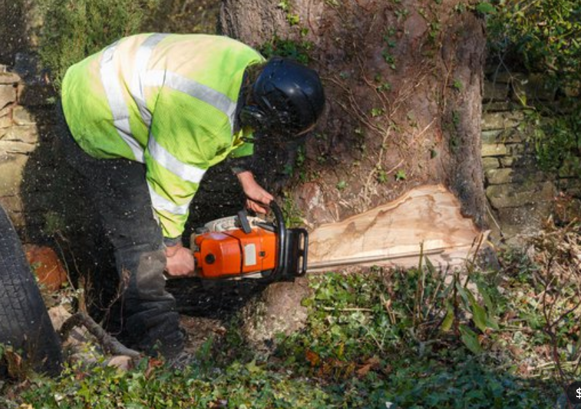 Tree surgeon in hi-vis gear and helmet using a chainsaw to cut into a large tree trunk.