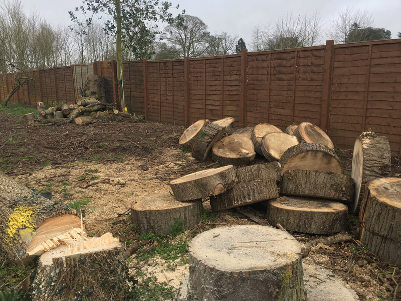 A large pile of freshly cut tree trunk sections stacked against a wooden garden fence, ready for removal.
